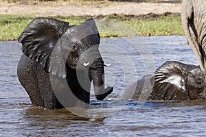 African baby elephants playing in water