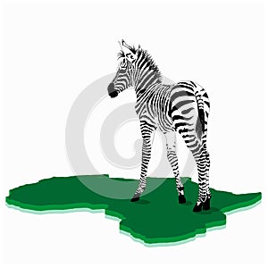 African Baby zebra illustration