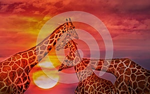 African background, Giraffes against the sunset sky.