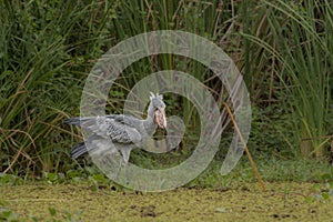 African Balaeniceps Balaeniceps rex