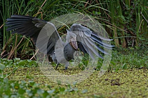 African Balaeniceps Balaeniceps rex