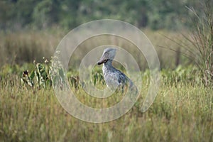 African Balaeniceps Balaeniceps rex