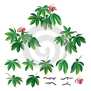 African baobab leaves, flower and branch collection. Vector illustration