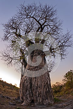 African Baobab Tree at dusk - Savuti region of Botswana