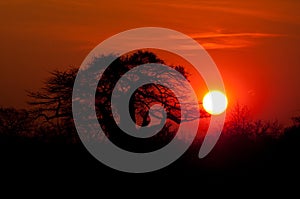 African Baobab tree sunset