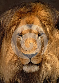 African Barbary Lion photo