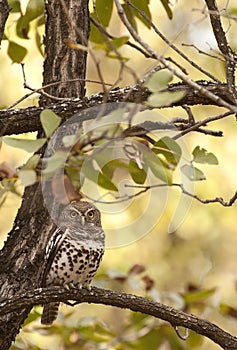 African Barred Owlet