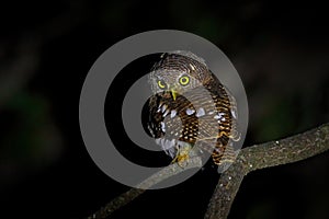 African barred owlet, Glaucidium capense, Bird in the nature habitat in Botswana. Owl in night forest. Animal sitting on the tree