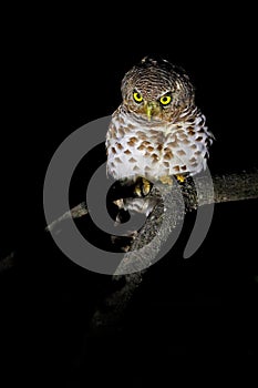 African barred owlet, Glaucidium capense, Bird in the nature habitat in Botswana. Owl in night forest. Animal sitting on the tree