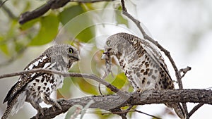 African barred owlets with a prey in Kruger National park