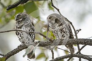 African barred owlets with a prey in Kruger National park