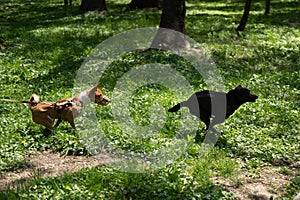 African Basenji dog in a muzzle plays with a stray dog on a walk.