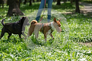 African Basenji dog in a muzzle plays with a stray dog on a walk.