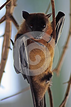 African Bat