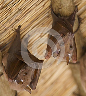 African bats