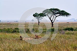 African beauty landscape