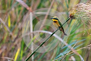 African Bee eater at the caprivi strip at kwando river