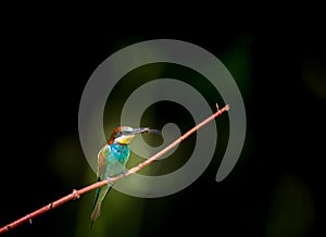 African bee-eater or European bee-eater bird is considered an ecosystem manager. photo