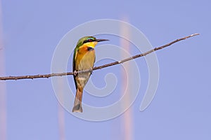 African Bee eater at the okawwango delta in Botswana