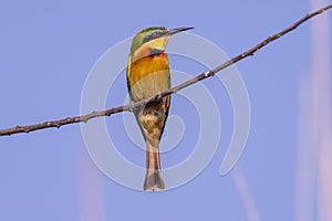 African Bee eater at the okawwango delta in Botswana