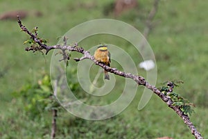 African Bee Eater posing sitting on a branch