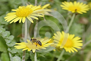 African bee visiting yellow daisies