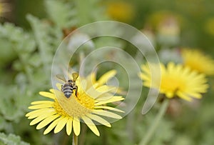 African bee visiting a yellow daisy