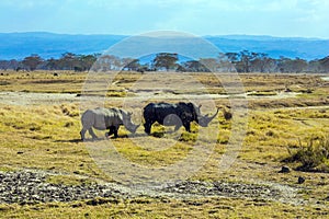 The African Big Five