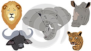 African Big Five heads