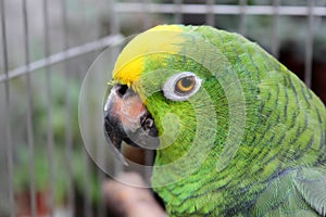 African big Green Parrot