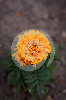 African big marigold or tagetes erecta beautiful flowering ornamental plant in summer garden or botanical park. Vertical shot