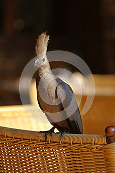 African Bird bagging for food photo