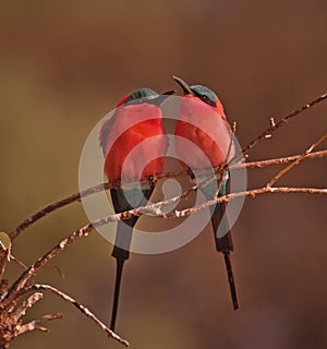 African bird-Carmine bee eaters photo