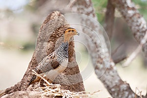 African bird: Coqui Francolin photo