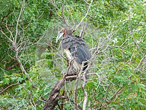 African bird ground hornbills, Botswana