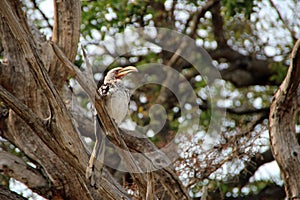 African Bird In Kruger National Park, South Africa, southern yellow-billed hornbill
