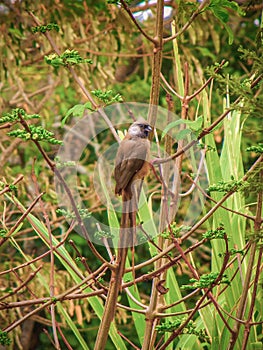 African bird perched on reed in tanzania
