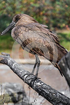 African Bird Wildlife - Hamerkop