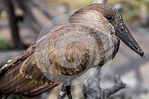 African Bird Wildlife - Hamerkop