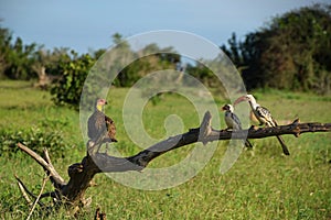 African birds on branch, two Red-billed Hornbill, Tockus erythrorhynchus