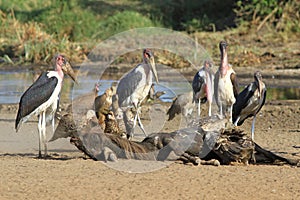 African birds deathbirds