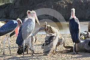 African birds deathbirds