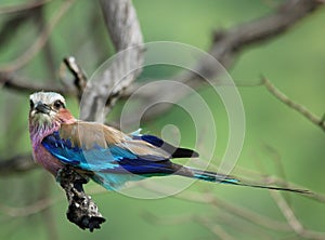 African Birds: Lilacbreasted Roller photo