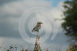 African Birds -  Lillac Breasted Roller - Kruger National Park