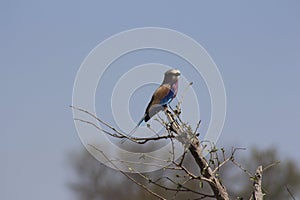 African Birds -  Lillac Breasted Roller - Kruger National Park