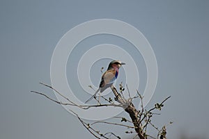 African Birds -  Lillac Breasted Roller - Kruger National Park