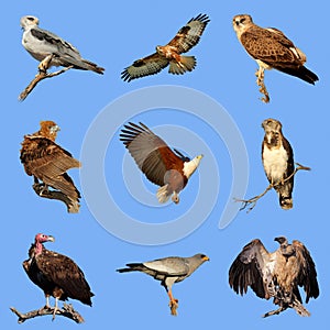 African birds of prey collection photo