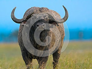 African black buffalo