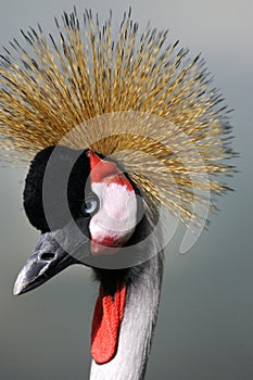 African Black Crowned Crane
