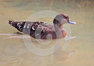 African Black Duck
